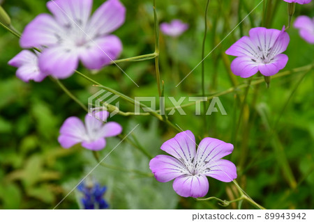 Spring flower garden Flower park Water lily pond Spring flower garden Flower park Water lily pond 89943942
