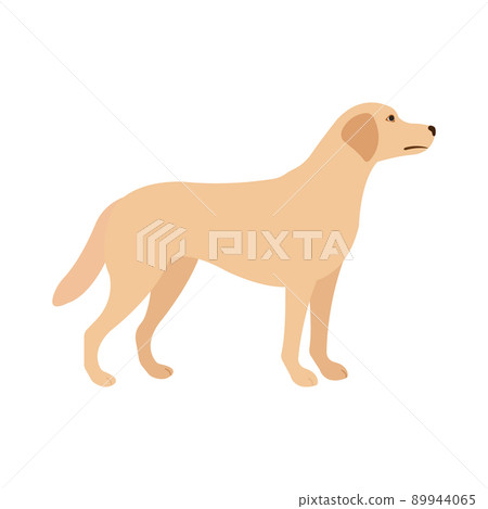 Vector flat labrador dog Vector flat labrador dog 89944065