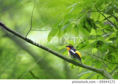 Tweet Kibitaki Tweet Kibitaki 89944172