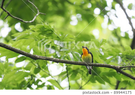 鳴叫Kibitaki 89944175