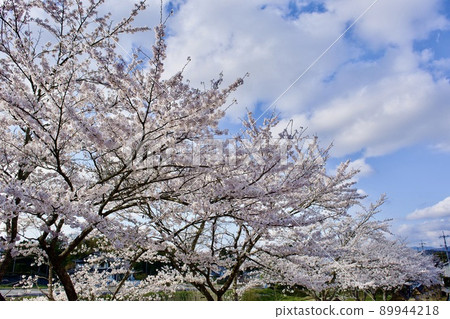 Sakura on the approach to Kamosu Shrine, a national treasure Sakura on the approach to Kamosu Shrine, a national treasure 89944218