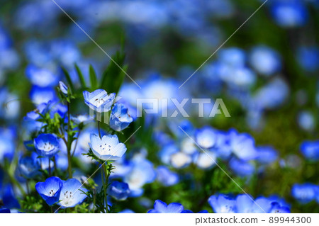 Horde of nemophila Horde of nemophila 89944300
