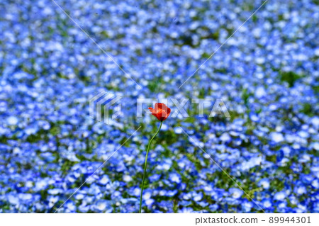 開花在 Nemophila 的不同顏色的花 開花在 Nemophila 的不同顏色的花 89944301
