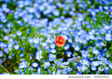 開花在 Nemophila 的不同顏色的花 開花在 Nemophila 的不同顏色的花 89944302