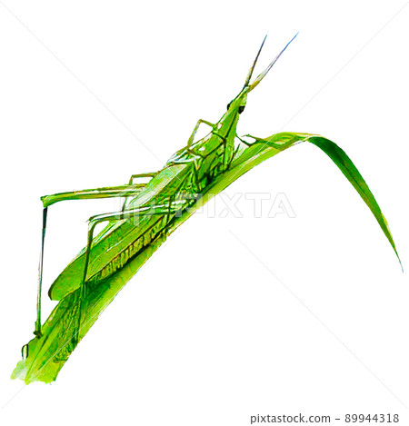 逼真的水彩風格蚱蜢插圖 89944318