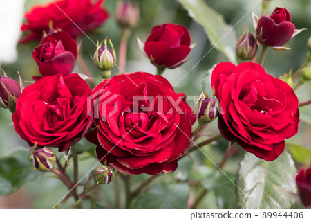埼玉縣伊那町制度實施紀念公園玫瑰園玫瑰節 埼玉縣伊那町制度實施紀念公園玫瑰園玫瑰節 89944406