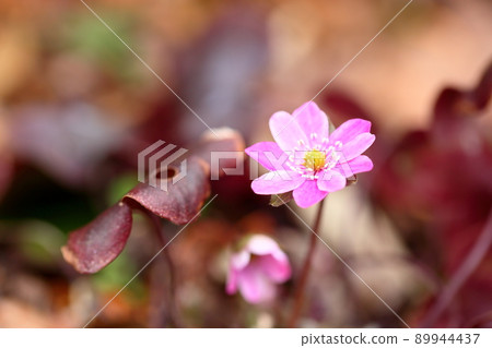 著名植物之花 89944437