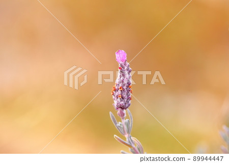 Feline flower flower Feline flower flower 89944447
