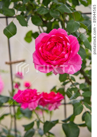 Rose Garden-Open Garden Rose Garden-Open Garden 89944565