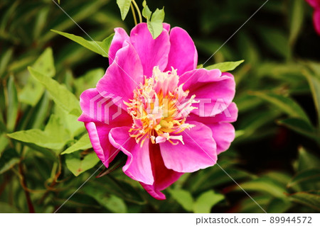 一朵名為“Kikenjo”的牡丹，其中心顏色為黃色和白色 89944572