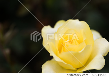 Saitama Prefecture Ina Town System Enforcement Memorial Park Rose Garden Rose Festival 89944585