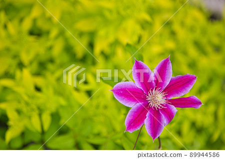 Rose Garden-Open Garden Rose Garden-Open Garden 89944586