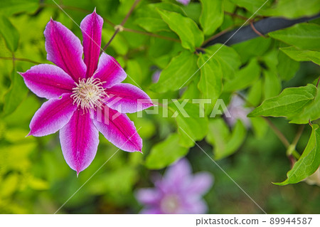 Rose Garden-Open Garden Rose Garden-Open Garden 89944587
