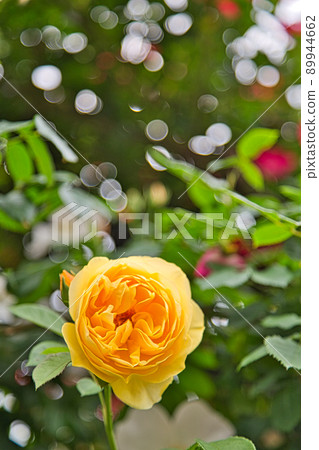 Rose Garden-Open Garden 89944662