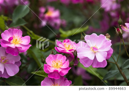 Saitama Prefecture Ina Town System Enforcement Memorial Park Rose Garden Rose Festival 89944663
