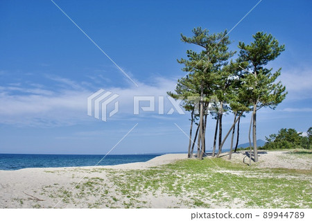 Scenery of the Sea of Japan seen from Yumigahama Park in Yonago City, Tottori Prefecture, with white sand and blue pine trees 89944789