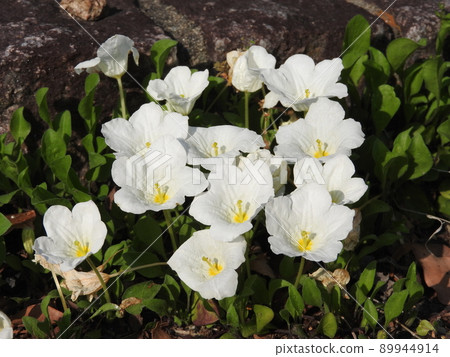 Guinea pig (Ginseng grass) 89944914