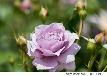 Saitama Prefecture Ina Town System Enforcement Memorial Park Rose Garden Rose Festival Saitama Prefecture Ina Town System Enforcement Memorial Park Rose Garden Rose Festival 89944919