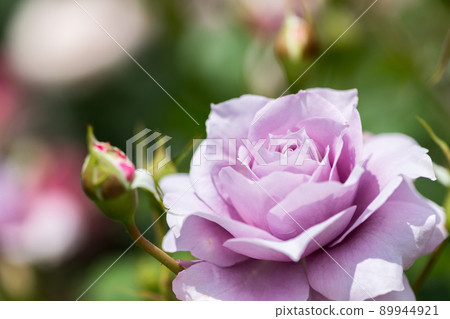 埼玉縣伊那町制度實施紀念公園玫瑰園玫瑰節 89944921