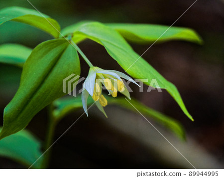 disporum smilaciens的開花 89944995