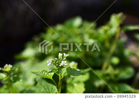 Wasabi and white flowers that grow naturally on the water's edge Wasabi and white flowers that grow naturally on the water's edge 89945329