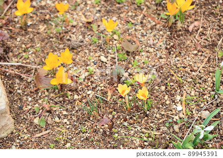 番紅花花 89945391
