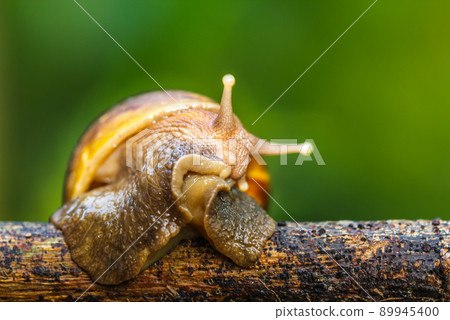 Snails crawl on the branches. Snails crawl on the branches. 89945400