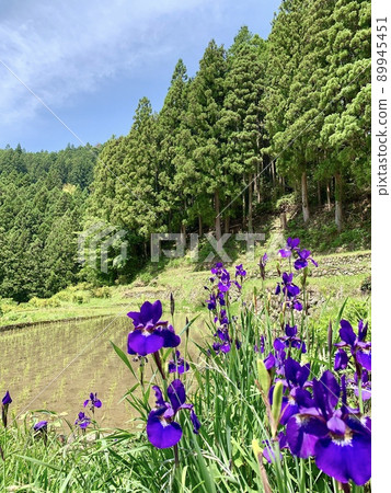 Iris on the terraced rice fields immediately after rice planting, with the clear blue sky in May and the fresh greenery of the mountain forest [Yotsuya Senmaida/Shinshiro City, Aichi Prefecture] 89945451
