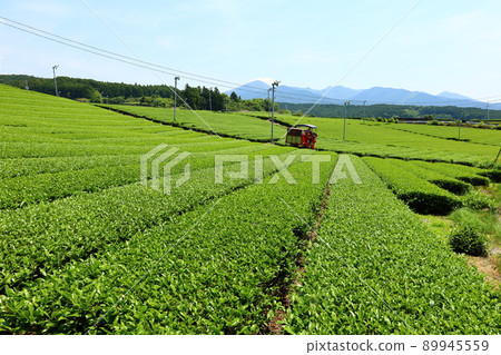 靜岡縣富士市今宮附近茶園採茶的初夏風光 89945559