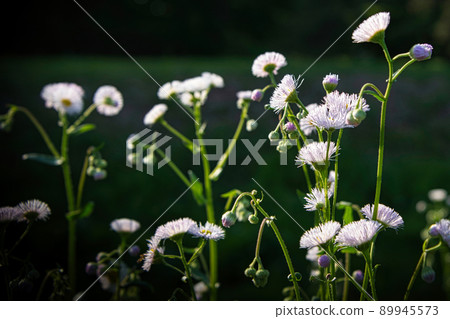 Himejoon 或 Halzion 群的春季景觀 89945573