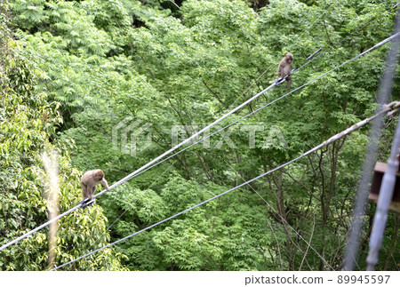 Japanese macaque going down the wire of the suspension bridge 89945597