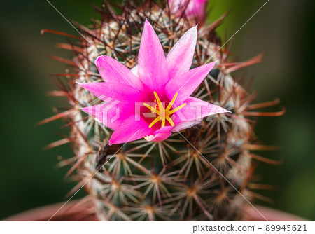 Cactus thorn 89945621
