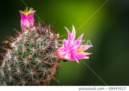 Cactus thorn 89945622