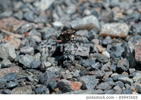 地甲蟲科 Cicindela chinensis 地甲蟲科 Cicindela chinensis 89945688