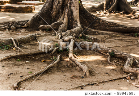 Root of the tree. Root of the tree. 89945693