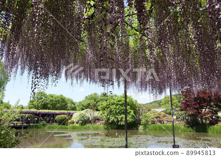 《栃木縣足利花卉公園》五月公園風景 《栃木縣足利花卉公園》五月公園風景 89945813