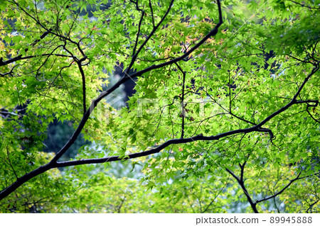 Fresh green maple Fresh green maple 89945888