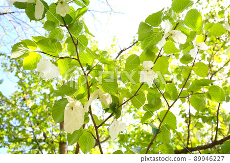 Handkerchief tree at Hirosaki Castle Botanical Garden in Hirosaki Park 89946227
