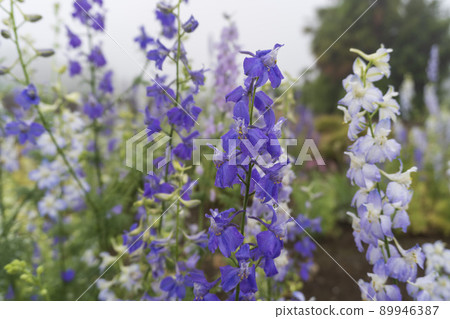 Up the staggered grass (delphinium) in the foggy morning / Ranunculaceae Up the staggered grass (delphinium) in the foggy morning / Ranunculaceae 89946387
