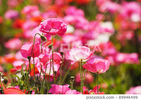 罌粟 5583 89946499