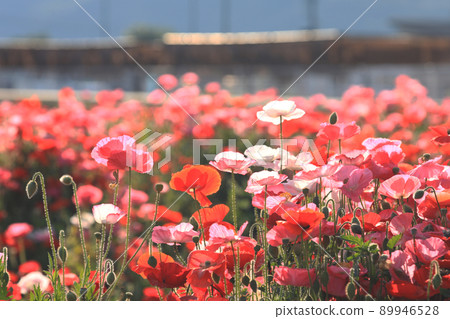 罌粟 5831 89946528