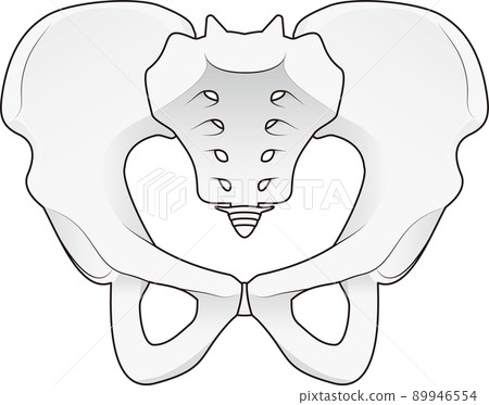 骨盆 骨盆 89946554