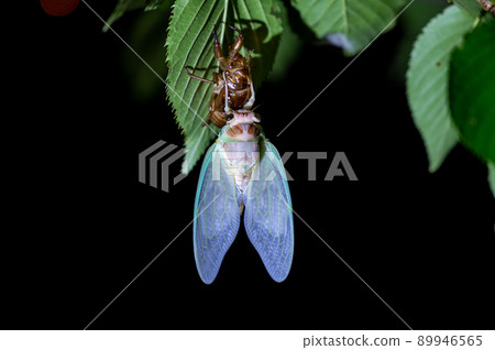 Hatching cicadas 89946565