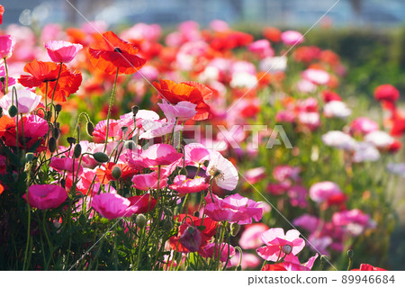 罌粟 5720 罌粟 5720 89946684