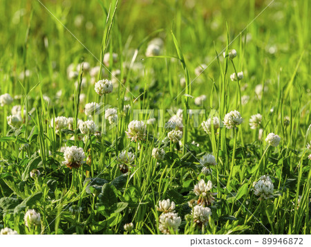 White leeks of the park White leeks of the park 89946872