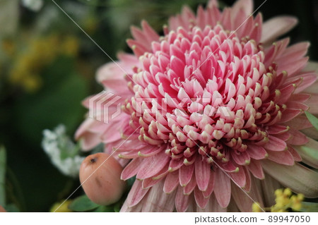 枯萎的花朵,退休慶典 枯萎的花朵,退休慶典 89947050
