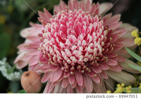 Withered flowers, retirement celebration Withered flowers, retirement celebration 89947051