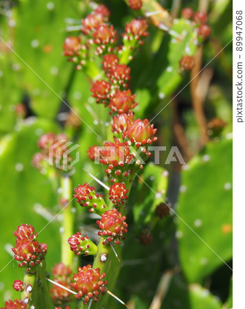 Close-up of spring prickly pear cactus with many buds 89947068