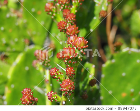 Close-up of spring prickly pear cactus with many buds 89947075