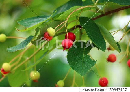 June berry June berry 89947127